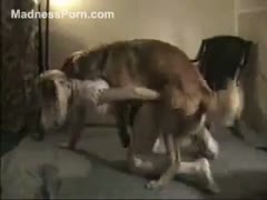 Hot french blond is having intercourse with a brown retriever